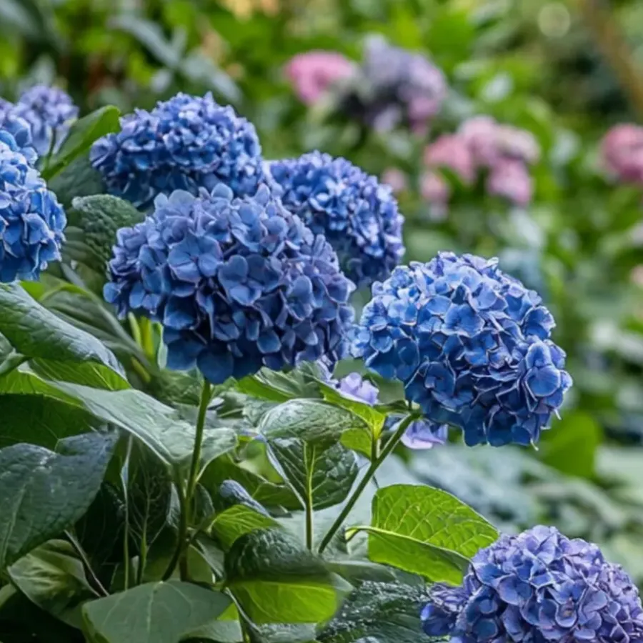 Plant in a Box Hortensia - Set van 2 - Hydrangea serrata 'Summerglow' - Hoogte 25-40cm - ⌀19cm