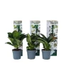 Planten|Tuinplanten-Plant in a Box Hortensia - Set van 6 - Hydrangea 'Benxi' - Hoogte 25-40cm - ⌀9cm