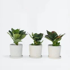 Planten|Tuinplanten-Plant in a Box Hortensia - Set van 6 - Hydrangea 'Benxi' - Hoogte 25-40cm - ⌀9cm