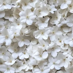 Planten|Tuinplanten-Plant in a Box Hortensia - Set van 6 - Hydrangea 'Benxi' - Hoogte 25-40cm - ⌀9cm