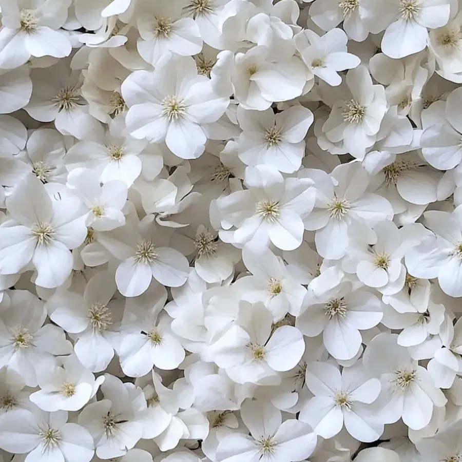 Planten|Tuinplanten-Plant in a Box Hortensia - Set van 6 - Hydrangea 'Benxi' - Hoogte 25-40cm - ⌀9cm
