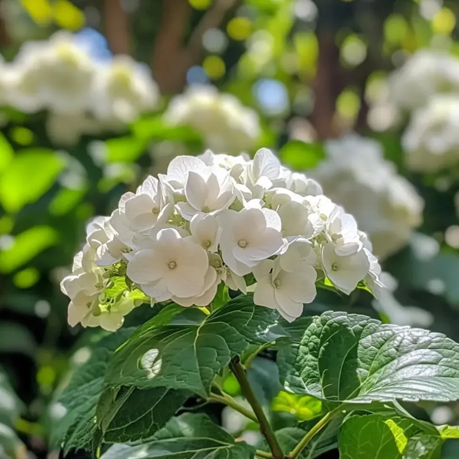 Planten|Tuinplanten-Plant in a Box Hortensia - Set van 6 - Hydrangea 'Benxi' - Hoogte 25-40cm - ⌀9cm
