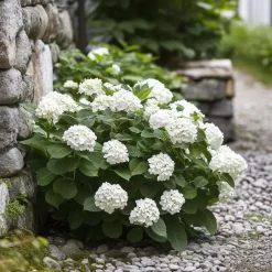 Planten|Tuinplanten-Plant in a Box Hortensia - Set van 6 - Hydrangea 'Benxi' - Hoogte 25-40cm - ⌀9cm