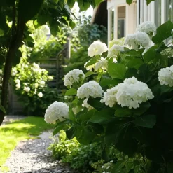 Planten|Tuinplanten-Plant in a Box Hortensia - Set van 6 - Hydrangea 'Benxi' - Hoogte 25-40cm - ⌀9cm