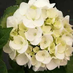 Planten|Tuinplanten-Plant in a Box Hortensia - Set van 6 - Hydrangea 'Benxi' - Hoogte 25-40cm - ⌀9cm