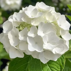 Planten|Tuinplanten-Plant in a Box Hortensia - Set van 6 - Hydrangea 'Benxi' - Hoogte 25-40cm - ⌀9cm