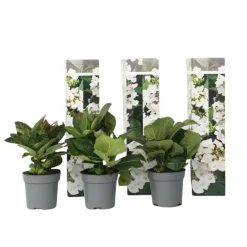 Planten|Tuinplanten-Plant in a Box Hortensia - Set van 3 - Hydrangea 'Benxi' - Hoogte 25-40cm - ⌀9cm