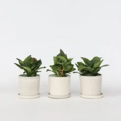 Planten|Tuinplanten-Plant in a Box Hortensia - Set van 3 - Hydrangea 'Benxi' - Hoogte 25-40cm - ⌀9cm