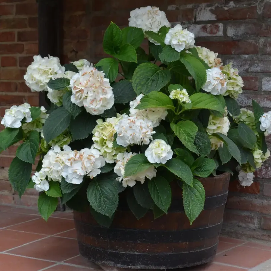 Planten|Tuinplanten-Plant in a Box Hortensia - Set van 3 - Hydrangea 'Benxi' - Hoogte 25-40cm - ⌀9cm