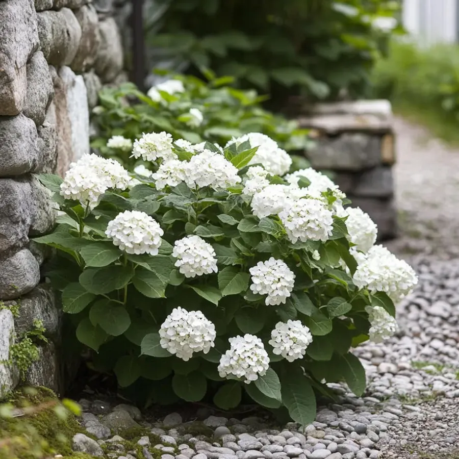 Planten|Tuinplanten-Plant in a Box Hortensia - Set van 3 - Hydrangea 'Benxi' - Hoogte 25-40cm - ⌀9cm