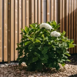 Planten|Tuinplanten-Plant in a Box Hortensia - Set van 3 - Hydrangea 'Benxi' - Hoogte 25-40cm - ⌀9cm