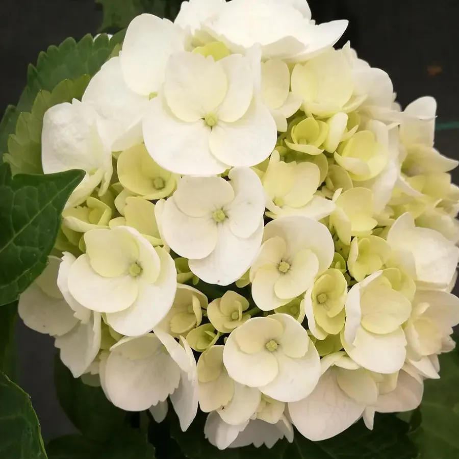 Planten|Tuinplanten-Plant in a Box Hortensia - Set van 3 - Hydrangea 'Benxi' - Hoogte 25-40cm - ⌀9cm