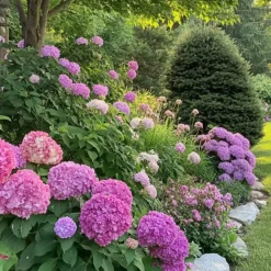 Plant in a Box Hortensia - Set van 6 - Hydrangea 'Red Bull' - Hoogte 25-40cm - ⌀9cm