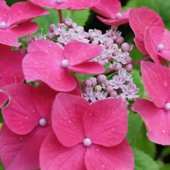Plant in a Box Hortensia - Set van 6 - Hydrangea 'Red Bull' - Hoogte 25-40cm - ⌀9cm