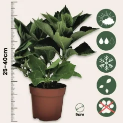 Plant in a Box Hortensia - Set van 6 - Hydrangea 'Red Bull' - Hoogte 25-40cm - ⌀9cm