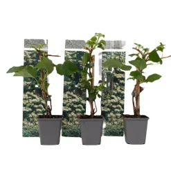 Planten|Tuinplanten-Plant in a Box Hortensia - Set van 3 - Hydrangea anomale petiolaris - Hoogte 25-40cm - ⌀9cm