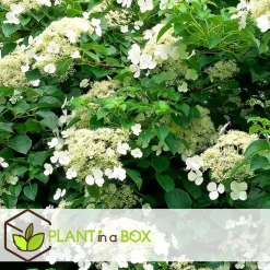 Planten|Tuinplanten-Plant in a Box Hortensia - Set van 3 - Hydrangea anomale petiolaris - Hoogte 25-40cm - ⌀9cm