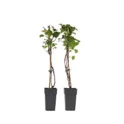 Plant in a Box Hortensia - Set van 2 - Hydrangea anomale Petiolaris - Hoogte 60-70cm - ⌀15cm
