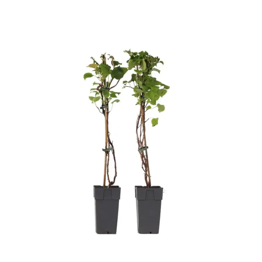 Plant in a Box Hortensia - Set van 2 - Hydrangea anomale Petiolaris - Hoogte 60-70cm - ⌀15cm