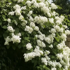 Plant in a Box Hortensia - Set van 2 - Hydrangea anomale Petiolaris - Hoogte 60-70cm - ⌀15cm