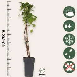 Plant in a Box Hortensia - Set van 2 - Hydrangea anomale Petiolaris - Hoogte 60-70cm - ⌀15cm