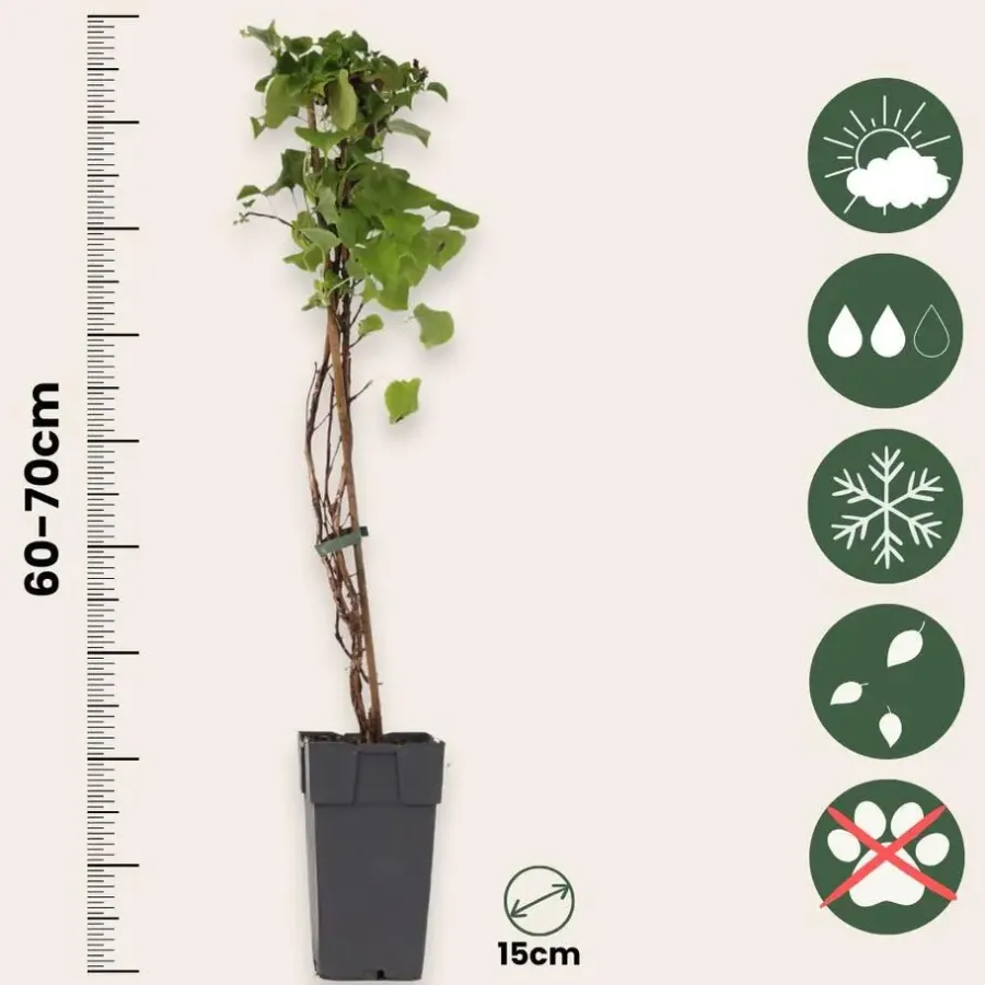 Plant in a Box Hortensia - Set van 2 - Hydrangea anomale Petiolaris - Hoogte 60-70cm - ⌀15cm