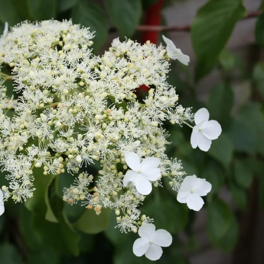 Plant in a Box Hortensia - Set van 2 - Hydrangea anomale Petiolaris - Hoogte 60-70cm - ⌀15cm