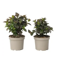 Tuinplanten-Plant in a Box Hortensia - Set van 2 - Hydrangea serrata 'Dare Devil' - Hoogte 19cm