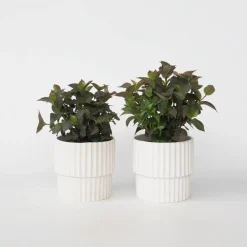 Tuinplanten-Plant in a Box Hortensia - Set van 2 - Hydrangea serrata 'Dare Devil' - Hoogte 19cm