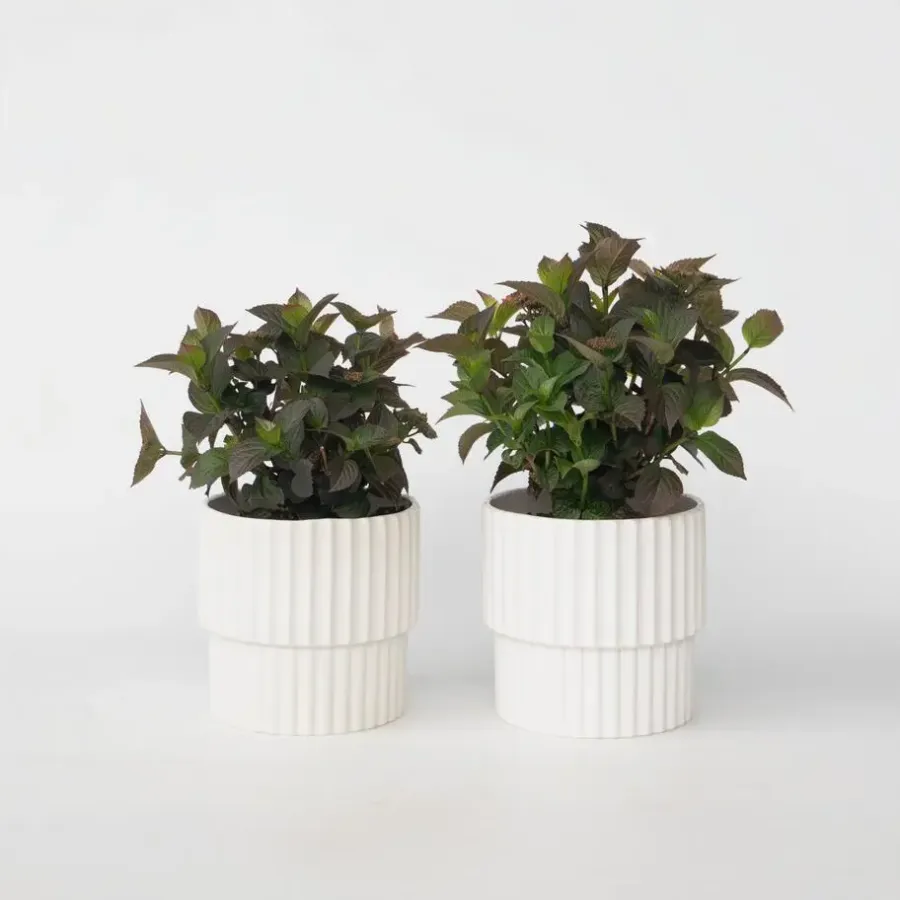 Tuinplanten-Plant in a Box Hortensia - Set van 2 - Hydrangea serrata 'Dare Devil' - Hoogte 19cm