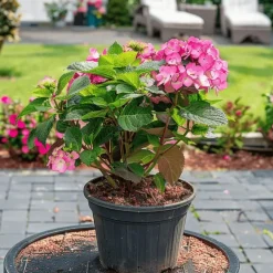 Tuinplanten-Plant in a Box Hortensia - Set van 2 - Hydrangea serrata 'Dare Devil' - Hoogte 19cm