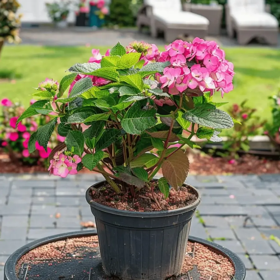 Tuinplanten-Plant in a Box Hortensia - Set van 2 - Hydrangea serrata 'Dare Devil' - Hoogte 19cm