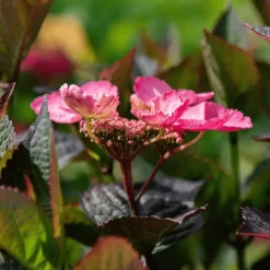 Tuinplanten-Plant in a Box Hortensia - Set van 2 - Hydrangea serrata 'Dare Devil' - Hoogte 19cm
