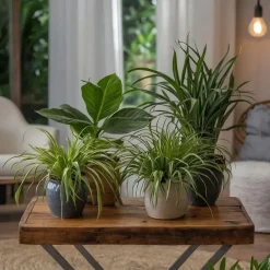 Plant in a Box Huisdiervriendelijke planten - Set van 4 - Kamerplanten - Hoogte 25-40cm - ⌀12cm