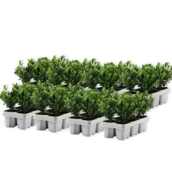 Planten-Plant in a Box Hulsthaag - Set van 48 - Ilex crenata 'Jenny' - Hoogte 10-20cm - ⌀9cm