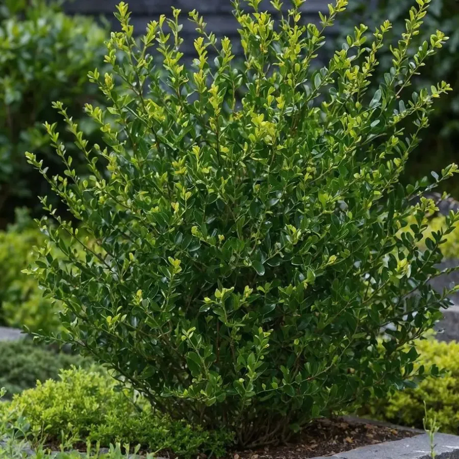 Planten-Plant in a Box Hulsthaag - Set van 48 - Ilex crenata 'Jenny' - Hoogte 10-20cm - ⌀9cm