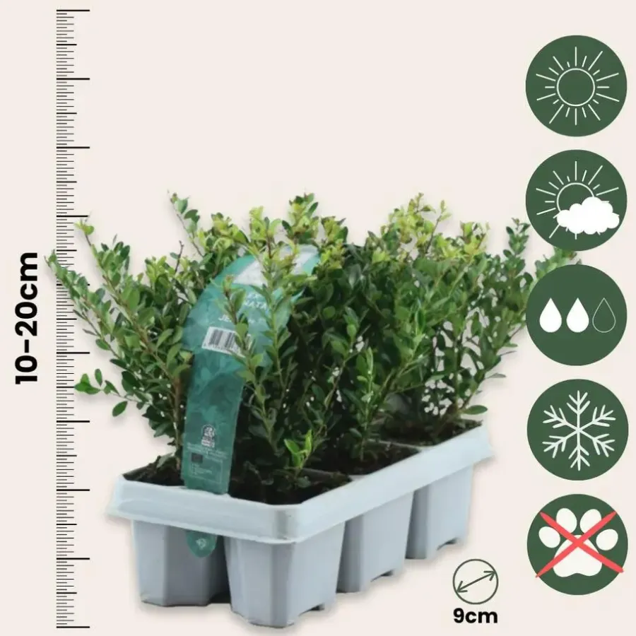 Planten-Plant in a Box Hulsthaag - Set van 48 - Ilex crenata 'Jenny' - Hoogte 10-20cm - ⌀9cm