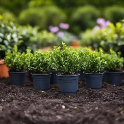 Planten-Plant in a Box Hulsthaag - Set van 48 - Ilex crenata 'Jenny' - Hoogte 10-20cm - ⌀9cm