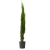 Bomen|Planten-Plant in a Box Italiaanse Cipres - Cupressus sempervirens - Hoogte 70-80cm - ⌀19cm