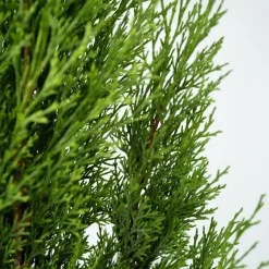 Bomen|Planten-Plant in a Box Italiaanse Cipres - Cupressus sempervirens - Hoogte 70-80cm - ⌀19cm