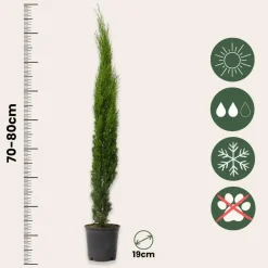 Bomen|Planten-Plant in a Box Italiaanse Cipres - Cupressus sempervirens - Hoogte 70-80cm - ⌀19cm