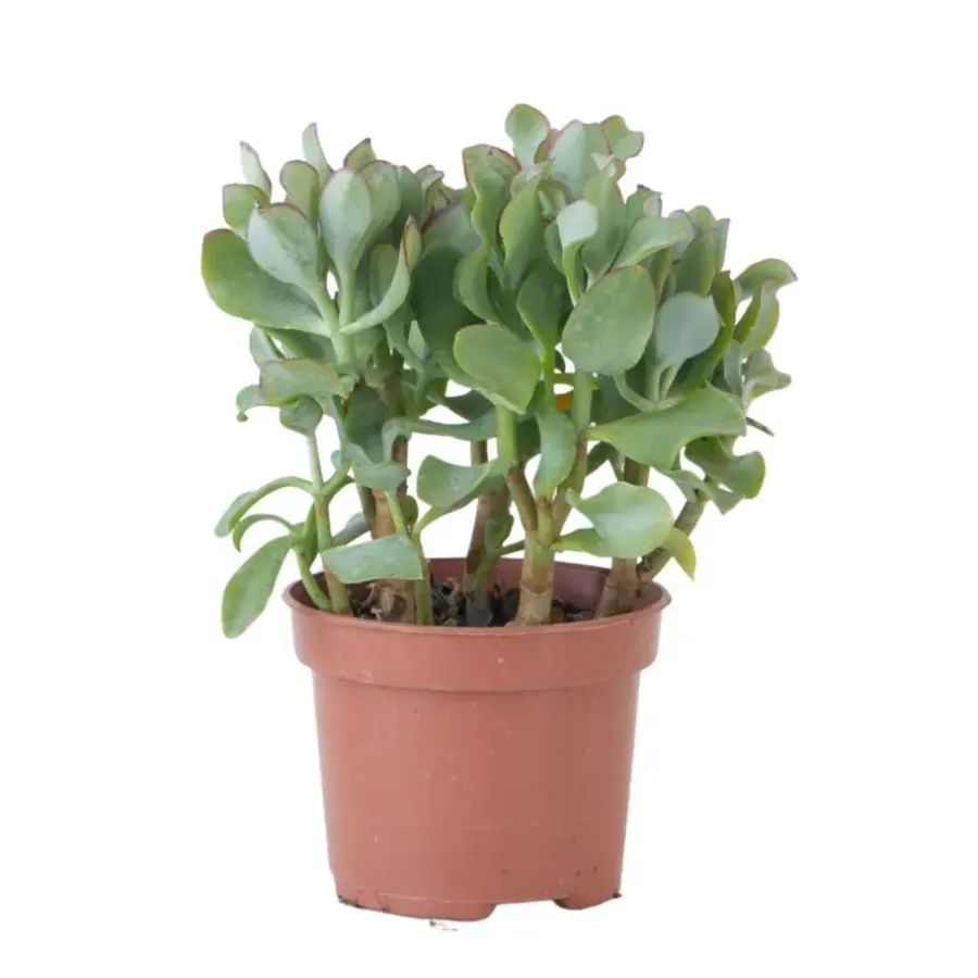 Kamerplanten-Plant in a Box Jadeplant - Crassula arborescens 'Curly' - Hoogte 15-25 cm - Pot 12 c
