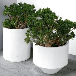 Plant in a Box Jadeplant - Crassula ovata 'Minor' - Hoogte 45-50cm - ⌀23cm