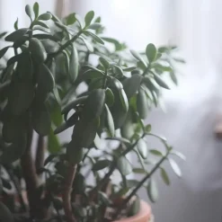 Plant in a Box Jadeplant - Crassula ovata 'Minor' - Hoogte 45-50cm - ⌀23cm