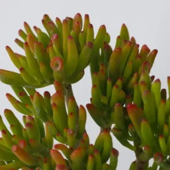 Kamerplanten-Plant in a Box Jadeplant - Crassula ovata 'Hobbit' - Hoogte 10-20cm - ⌀12cm