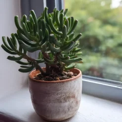 Kamerplanten-Plant in a Box Jadeplant - Crassula ovata 'Hobbit' - Hoogte 10-20cm - ⌀12cm