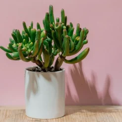 Plant in a Box Jadeplant - Crassula ovata 'Hobbit' - Hoogte 45-50cm - ⌀23cm