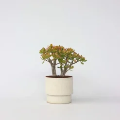 Kamerplanten-Plant in a Box Jadeplant - Crassula ovata 'Sunset' - Hoogte 30-35cm - ⌀17cm