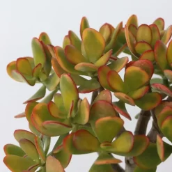 Kamerplanten-Plant in a Box Jadeplant - Crassula ovata 'Sunset' - Hoogte 30-35cm - ⌀17cm