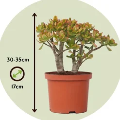 Kamerplanten-Plant in a Box Jadeplant - Crassula ovata 'Sunset' - Hoogte 30-35cm - ⌀17cm